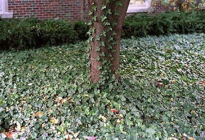 Thorndale English Ivy 48 Plants - Hardy Groundcover - 1 3/4" Pots