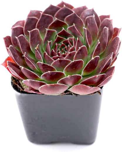 Mountain Crest Gardens Ultimate Succulent Variety Pack - 50 Unique Live Plants, Many Types, Rooted in 2 inch Pots - Indoor/Outdoor Real Succulents for Garden Decor, Favors, DIY Arrangements