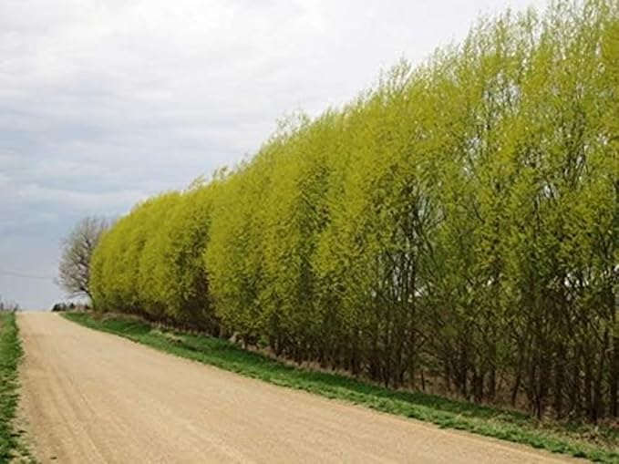 Willow Hybrid Trees for Privacy - Fast Growing Austree Willow Cuttings (100 Cuttings)