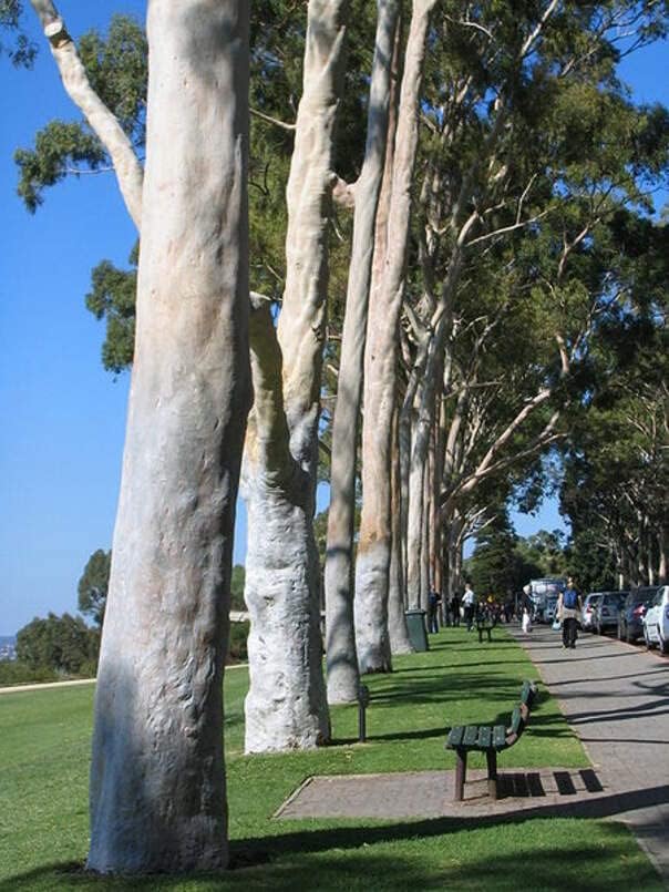 Lemon Scented Eucalyptus Tree Seeds (30 Seeds) - Eucalyptus citriodora
