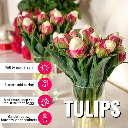 10 Tulip Bulbs for Fall Planting Bulk, Tulip Bulb, Perennial Flower Bulbs for Garden Growing, Tulip Bulbs Bulk (Ice Cream)
