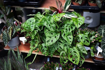 Gardenera Premium Swiss Cheese Plant Potting Mix - Monstera Deliciosa Blend for Optimal Nutrients and Drainage for Healthy Growth - 2 Quart