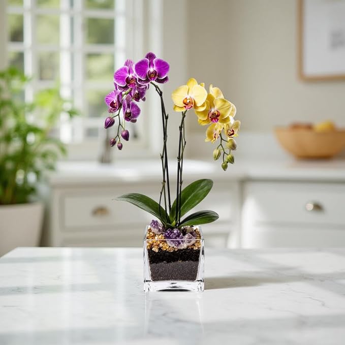 Live Purple and Yellow Double Stem Phalaenopsis Orchid Plant with Citrine and Amethyst - Premium Dual-Color Flowering Houseplant, Easy Care Live Plant