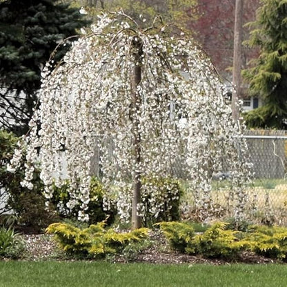 Weeping Cherry Blossom Tree Plant, 8 to 12 Inch Tall Cherry Blossom Tree Live in Pot, Perennial Cherry Blossom Sapling, White Cherry Blossom Tree Plant, Dwarf Cherry Flower Tree Starter Plant