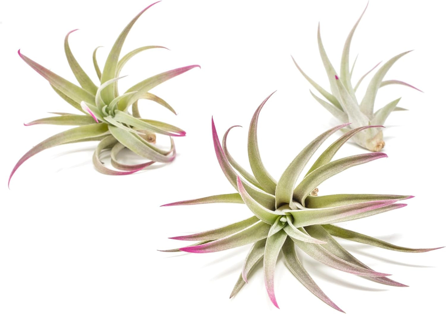 Fuchsia Colorful Tillandsia Air Plants - Long Lasting Color Enhanced Live Tillandsia Succulent House Plants - Home and Garden Decor - Easy Care Indoor/Outdoor Plants (Harrisii, Pack of 3)