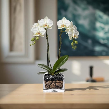 Live White Double Stem Phalaenopsis Orchid Plant with Obsidian - Premium Flowering Houseplant for Home Office Decor, Easy Care Live Plant