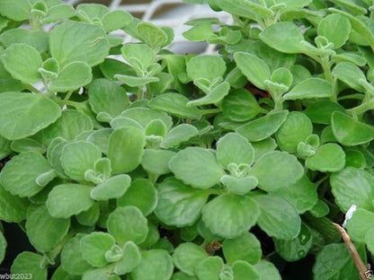Broad Leaf Thyme AKA Cuban Oregano, Spanish thyme, Mexican thyme !(1000 seeds)