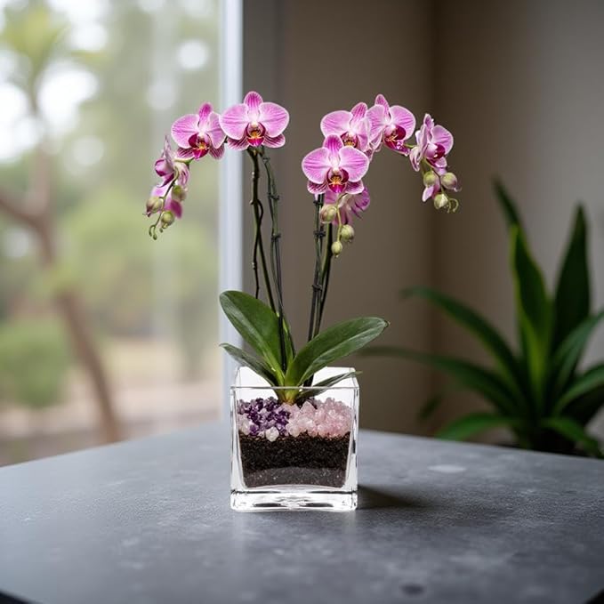 Premium Pink Phalaenopsis Orchid Plant - Live Double Stem with Rose Quartz and Amethyst Crystal - Indoor Flowering Houseplant Gift - Perfect for Birthday Anniversary