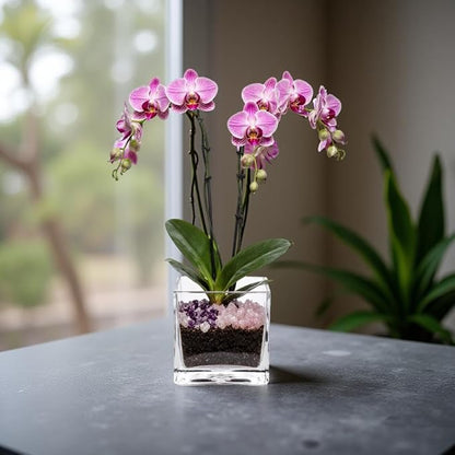 Premium Pink Phalaenopsis Orchid Plant - Live Double Stem with Rose Quartz and Amethyst Crystal - Indoor Flowering Houseplant Gift - Perfect for Birthday Anniversary