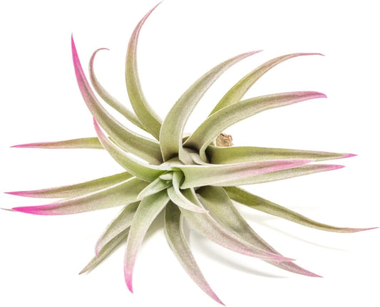 Fuchsia Colorful Tillandsia Air Plants - Long Lasting Color Enhanced Live Tillandsia Succulent House Plants - Home and Garden Decor - Easy Care Indoor/Outdoor Plants (Harrisii, Single)