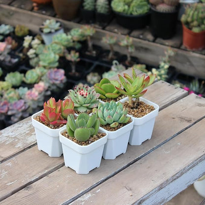 BangQiao 100 Pack 2.55 Inch Small White Plastic Square Nursery and Seedling Pot with Drain Hole for Germination, Cactus, Herb, Succulent