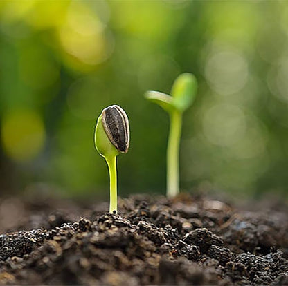 Giant Sunflower Seeds - Mammoth Grey Striped Seeds - Attracts Bees and Butterflies