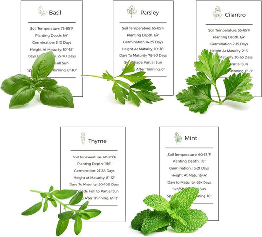 Herb Garden Seeds Collection - 5 Culinary Herb Seeds Pack - Organic Basil, Mint, Parsley, Cilantro and Thyme Seeds, Heirloom Non-GMO Seeds for Planting