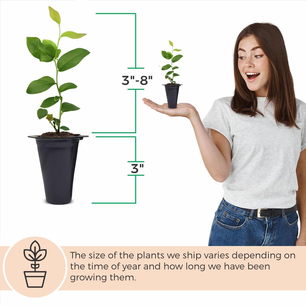 Pink Lemonade Blueberry (O'Neal)