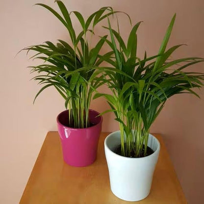 American Plant Exchange Areca Palm – Live 4-Inch 3-Pack, Easy-Care Tropical Houseplants with Lush Green Fronds, Air-Purifying Indoor Plants for Home, Office, Apartments & Small Space Décor