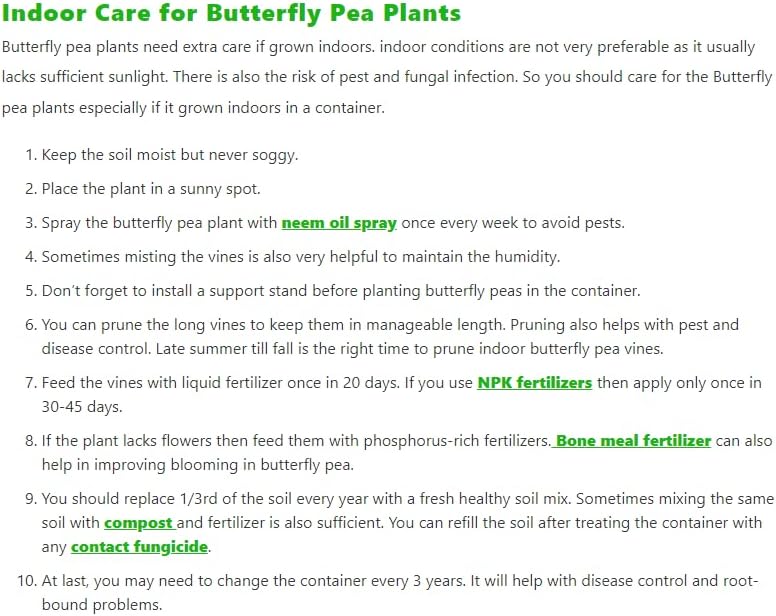 100 Butterfly Pea Flower Seeds - HOA Dau Biec - Blue Butterfly Pea Vine (Clitoria Ternatea) Asian Pigeonwings -Tropical Vine Plant - Edible Flower Seeds