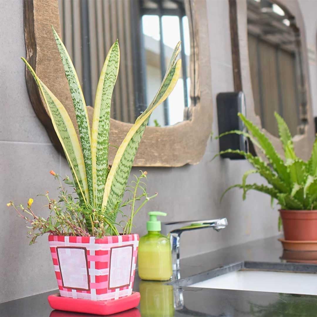 American Plant Exchange Snake Plant, Sansevieria Laurentii Yellow, Compact 4-Inch Pot, Stylish Deco Cover Included, Live Indoor Houseplant, Easy Care, Air Purifying, Perfect for Home Office Garden