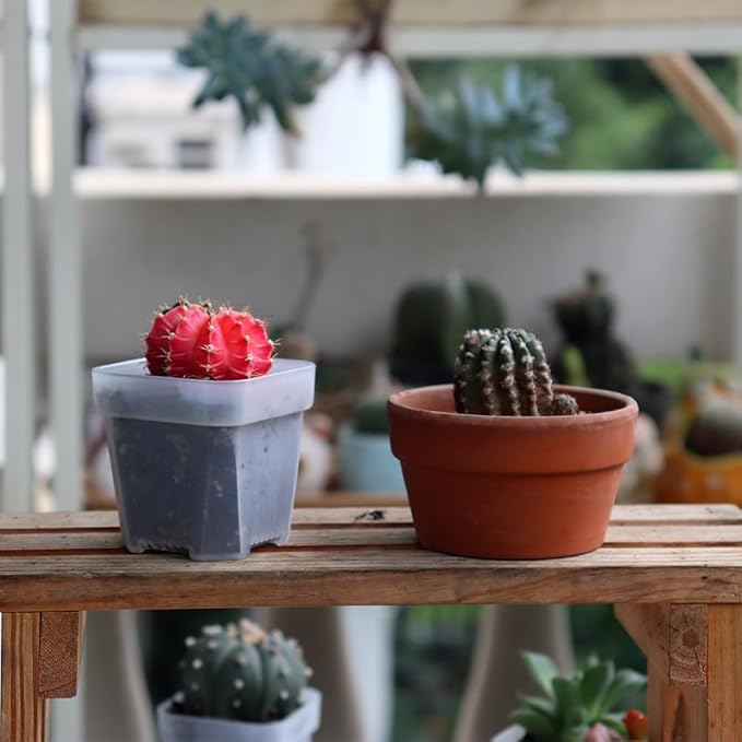 BangQiao 100 Pack 2.55 Inch Small Clear Plastic Square Nursery and Seedling Pot with Drain Hole for Germination, Cactus, Herb, Succulent