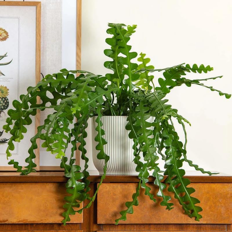 Fishbone Cactus Plant, Epiphyllum Cactus Live Succulents Plant Live Rooted, 4 to 8 Inch Tall Plants in Pot