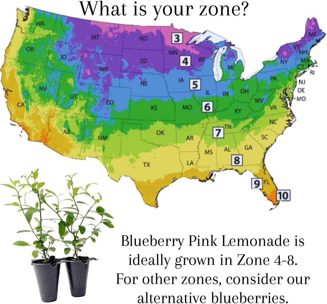 Pink Lemonade Blueberry (Pink Lemonade)