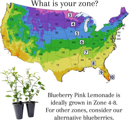 Pink Lemonade Blueberry (Pink Lemonade)