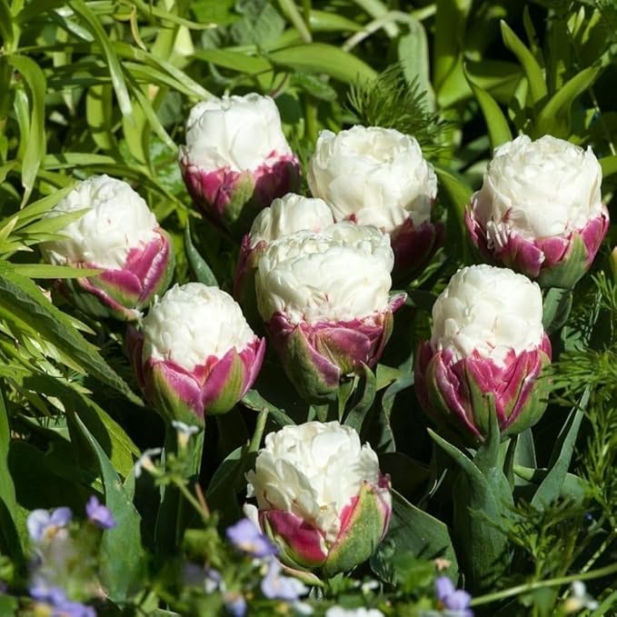 Ice Cream Double Tulip Bulbs – 3 Premium Peony-Style Blooms | White Cream Petals with Pink-Red Base | Unique Spring Perennial Flowers for Gardens & Containers – Zones 3–8 (3 Bulbs)