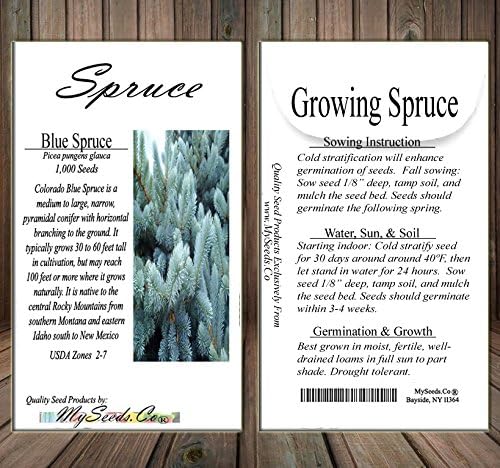 Cedar, Dogwood, Pine, Redwood, Spruce, Tree Seed by MySeeds.Co, You Choose The Color n Quantity (1 Pack, Blue Spruce - Big Pack)