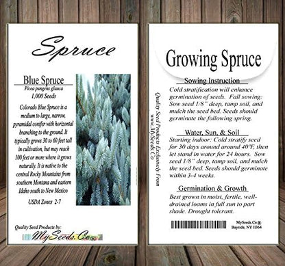 Cedar, Dogwood, Pine, Redwood, Spruce, Tree Seed by MySeeds.Co, You Choose The Color n Quantity (1 Pack, Blue Spruce - Big Pack)