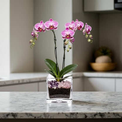 Premium Pink Phalaenopsis Orchid Plant - Live Double Stem with Rose Quartz and Amethyst Crystal - Indoor Flowering Houseplant Gift - Perfect for Birthday Anniversary