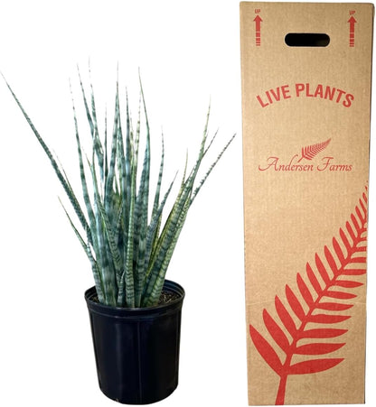 Sansevieria Fernwood Live Indoor/Outdoor Plant in Grower Pot 10"