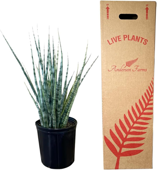 Sansevieria Fernwood Live Indoor/Outdoor Plant in Grower Pot 10"