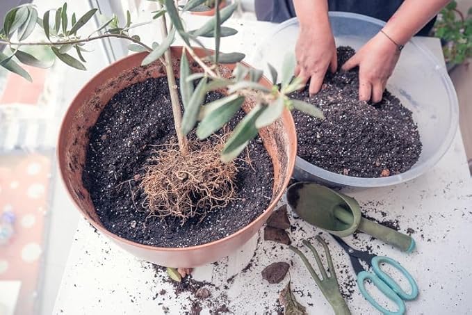 Gardenera Olive Tree Premium Potting Mix - Optimal Air, Moisture, and Nutrient Balance for Healthy Trees - 2 Quart