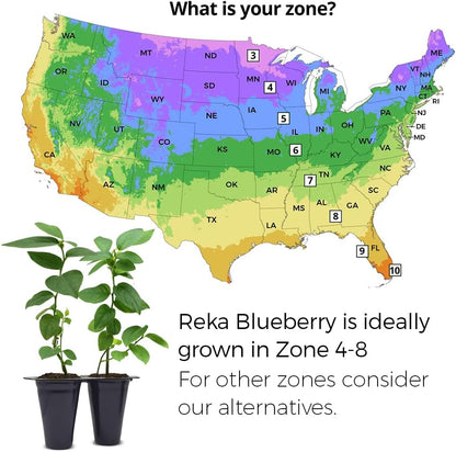 Pink Lemonade Blueberry (Reka)