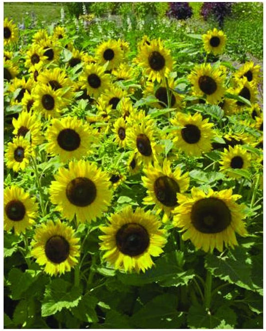 Park Seed Sunspot Sunflower Seeds – Classic Dwarf Variety with Giant 10-Inch Seed-Filled Blooms, Ideal for Hedges, Screens, and Kids’ Gardens, Easy to Grow, Pack of 50