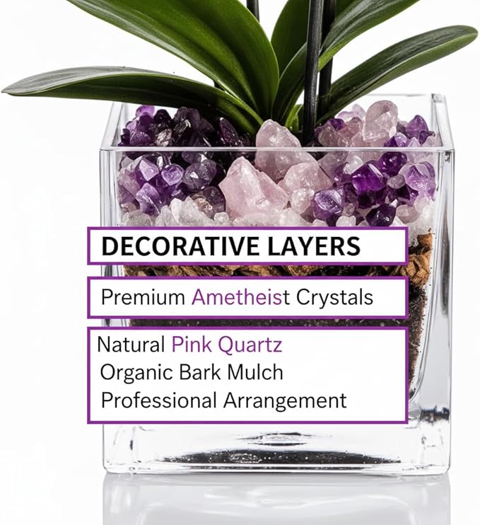Live White and Purple Double Stem Phalaenopsis Orchid Plant with Clear Quartz and Amethyst - Premium Dual-Color Flowering Houseplant, Easy Care Live Plant