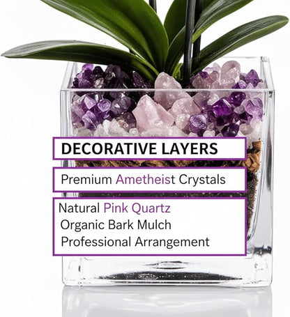 Live White and Purple Double Stem Phalaenopsis Orchid Plant with Clear Quartz and Amethyst - Premium Dual-Color Flowering Houseplant, Easy Care Live Plant