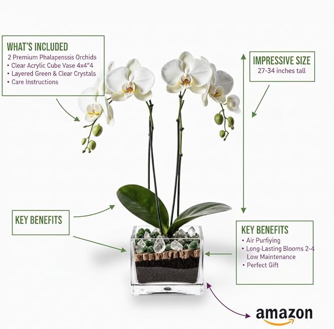 Premium White Phalaenopsis Orchid Plant - Live Double Stem with Clear Quartz and Green Aventurine Crystal - Indoor Flowering Houseplant Gift - Perfect for Birthday Anniversary