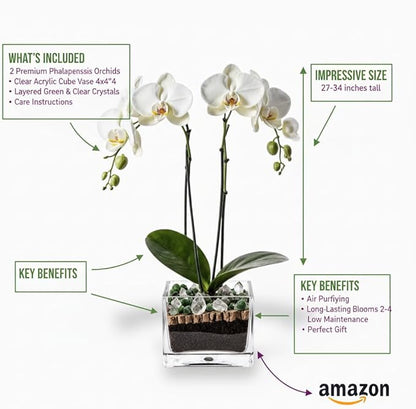 Premium White Phalaenopsis Orchid Plant - Live Double Stem with Clear Quartz and Green Aventurine Crystal - Indoor Flowering Houseplant Gift - Perfect for Birthday Anniversary
