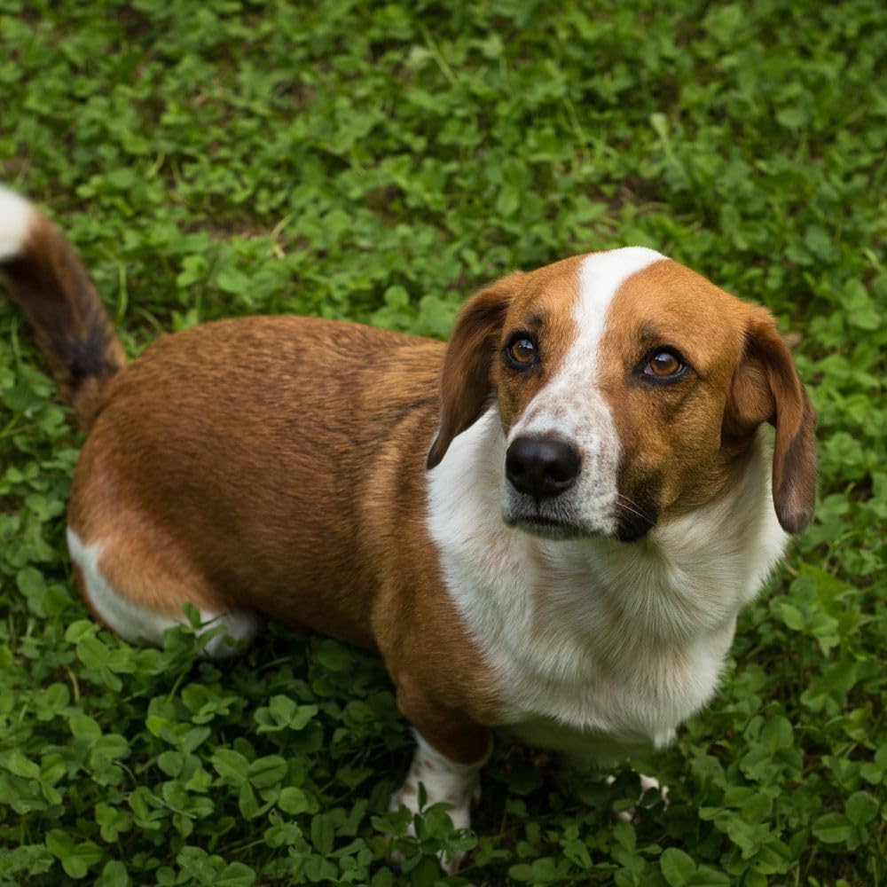 Flawn Seed Kits 1 Lb Micro Clover Seed, Organic Coated, Eco-Friendly, Low Growing, Low Maintenance, Lawn Alternative, Kraft Zipper Pouch, Covers up to 3,600 Sqft