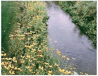 Wet Meadow Grass and Flower Seed Mix