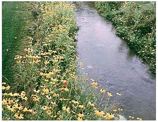 Wet Meadow Grass and Flower Seed Mix
