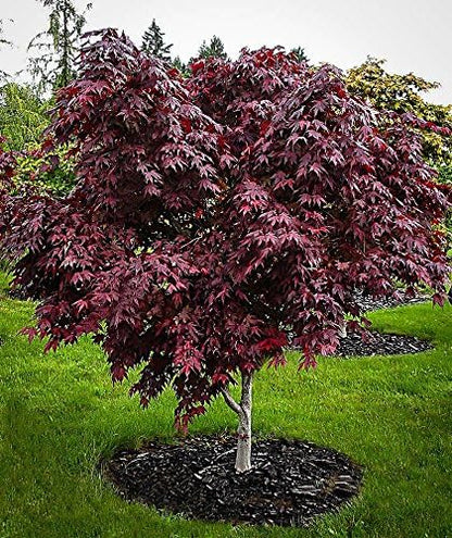Red Japanese Maple - Live Plant 2-3 feet Tall - Deep Red Leaves