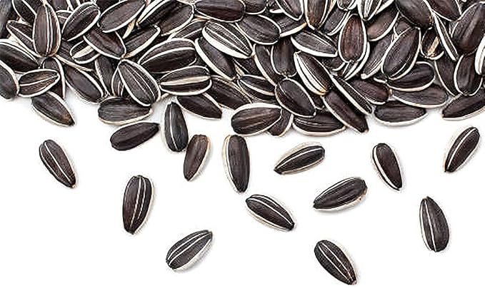 Giant Sunflower Seeds - Mammoth Grey Striped Seeds - Attracts Bees and Butterflies (Pack of 2)