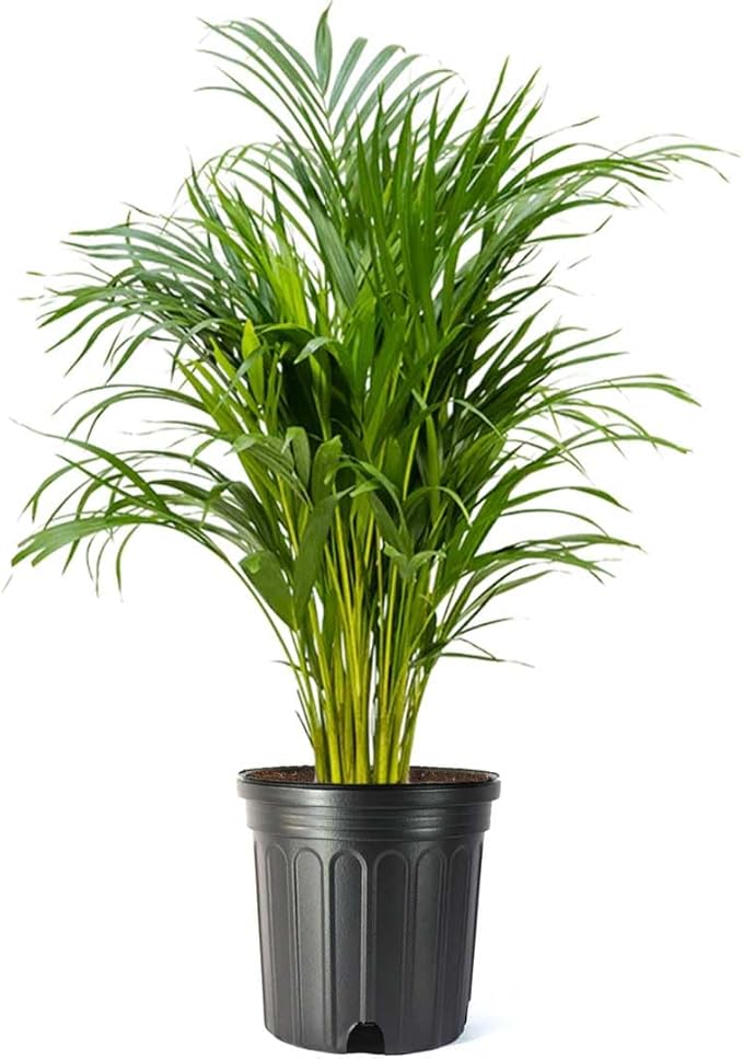 American Plant Exchange Live Areca Palm – 10-Inch Pot – Tropical Indoor Houseplant with Lush Feathery Fronds, Pet-Friendly Easy Care Plant for Homes, Offices, Patios & Decorative Containers