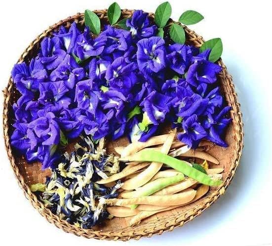 100 Butterfly Pea Flower Seeds - HOA Dau Biec - Blue Butterfly Pea Vine (Clitoria Ternatea) Asian Pigeonwings -Tropical Vine Plant - Edible Flower Seeds
