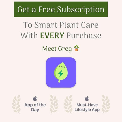 American Plant Exchange Live Areca Palm – 6-Inch Pot – Tropical Houseplant with Feathery Green Fronds, Pet-Friendly Easy Care Indoor Plant for Homes, Offices, Apartments & Decorative Spaces