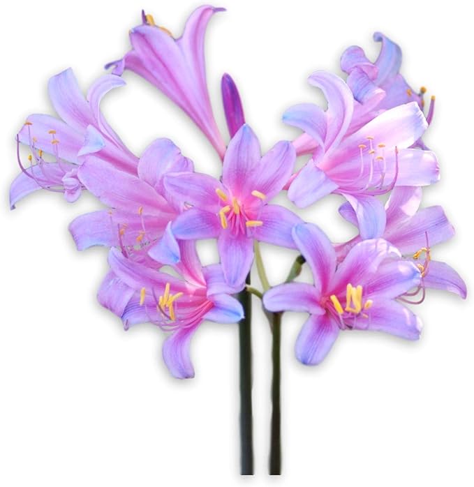 Easy to Grow Lycoris Sprengeri 'Spider Lily' Plant Bulb (1 Pack) - Pink & Blue Flowering Blooms in Summer to Fall Gardens