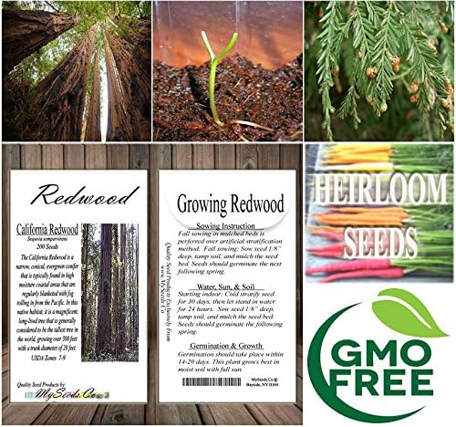 Cedar, Dogwood, Pine, Redwood, Spruce, Tree Seed by MySeeds.Co, You Choose The Color n Quantity (1 Pack, California Redwood - Big Pack)