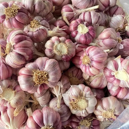 1 Pound Garlic for Planting in Fall Hardneck, 8-10 Large Garlic Bulbs for Planting, Fresh and High Yield Bulb Variety Pack, Hardy and Fast Growing