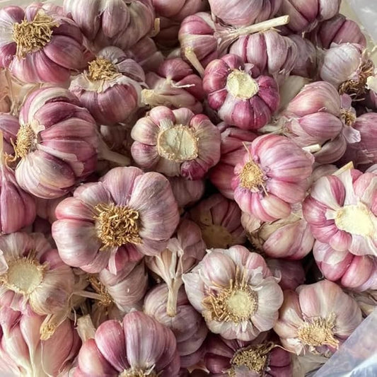 8 Garlic for Planting in Fall Hardneck, Purple Stripe Garlic Bulbs for Planting, Fresh and High Yield Bulb Variety Pack, Hardy and Fast Growing